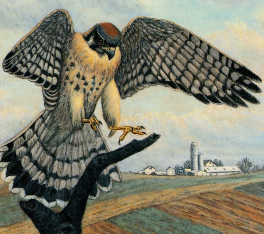 Lancaster County Bird Club Kestrel Art