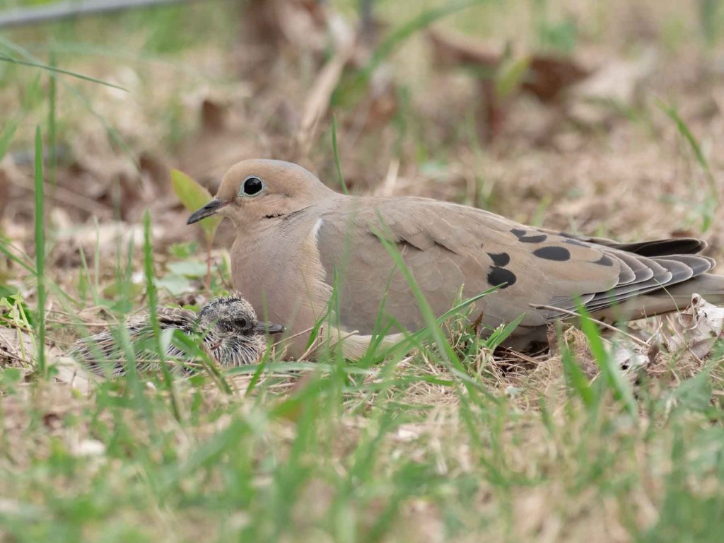 Injured Wild Birds Lancaster County Bird Club