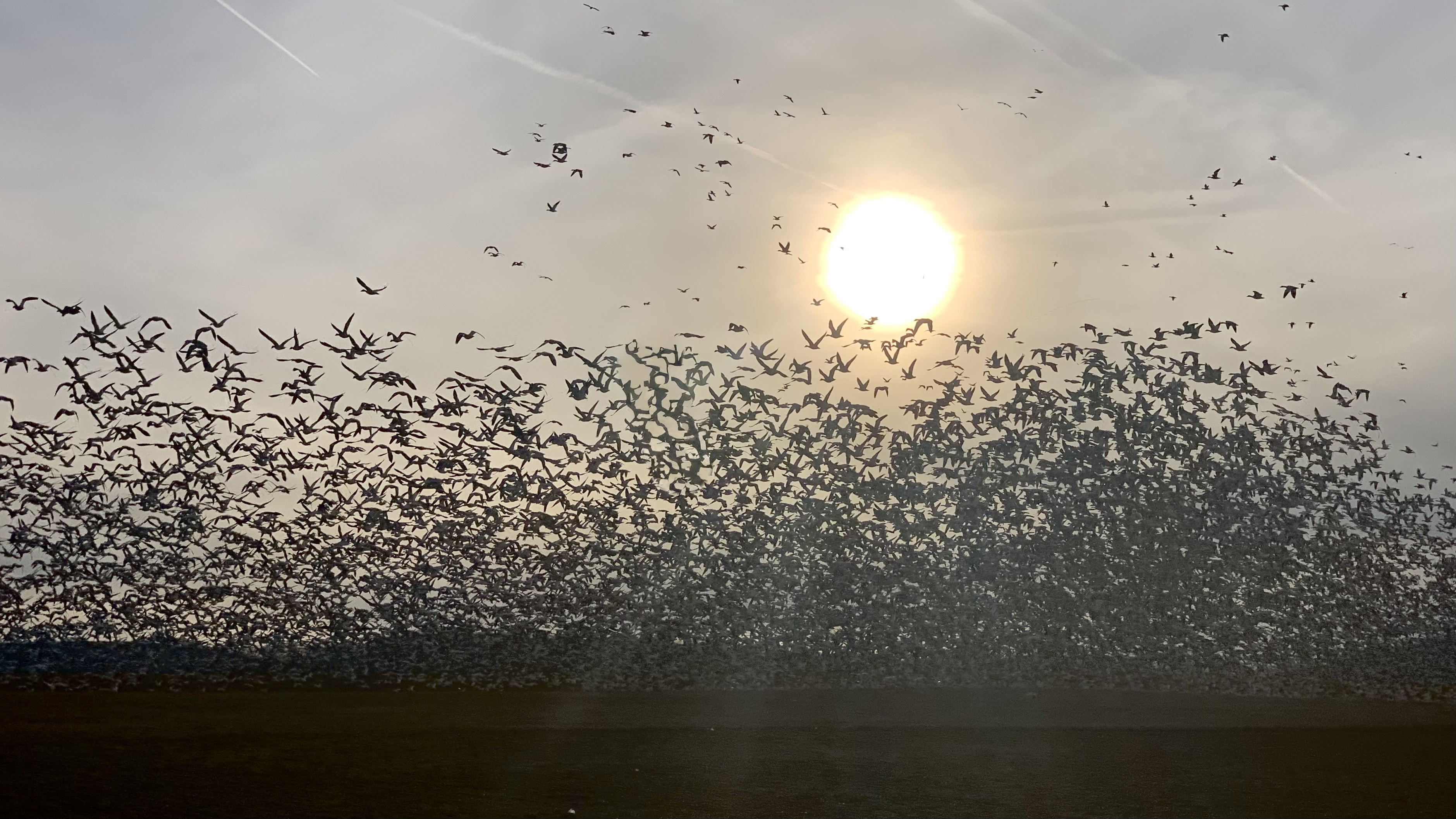 Snow Geese in Flight at Middle Creek WMA
