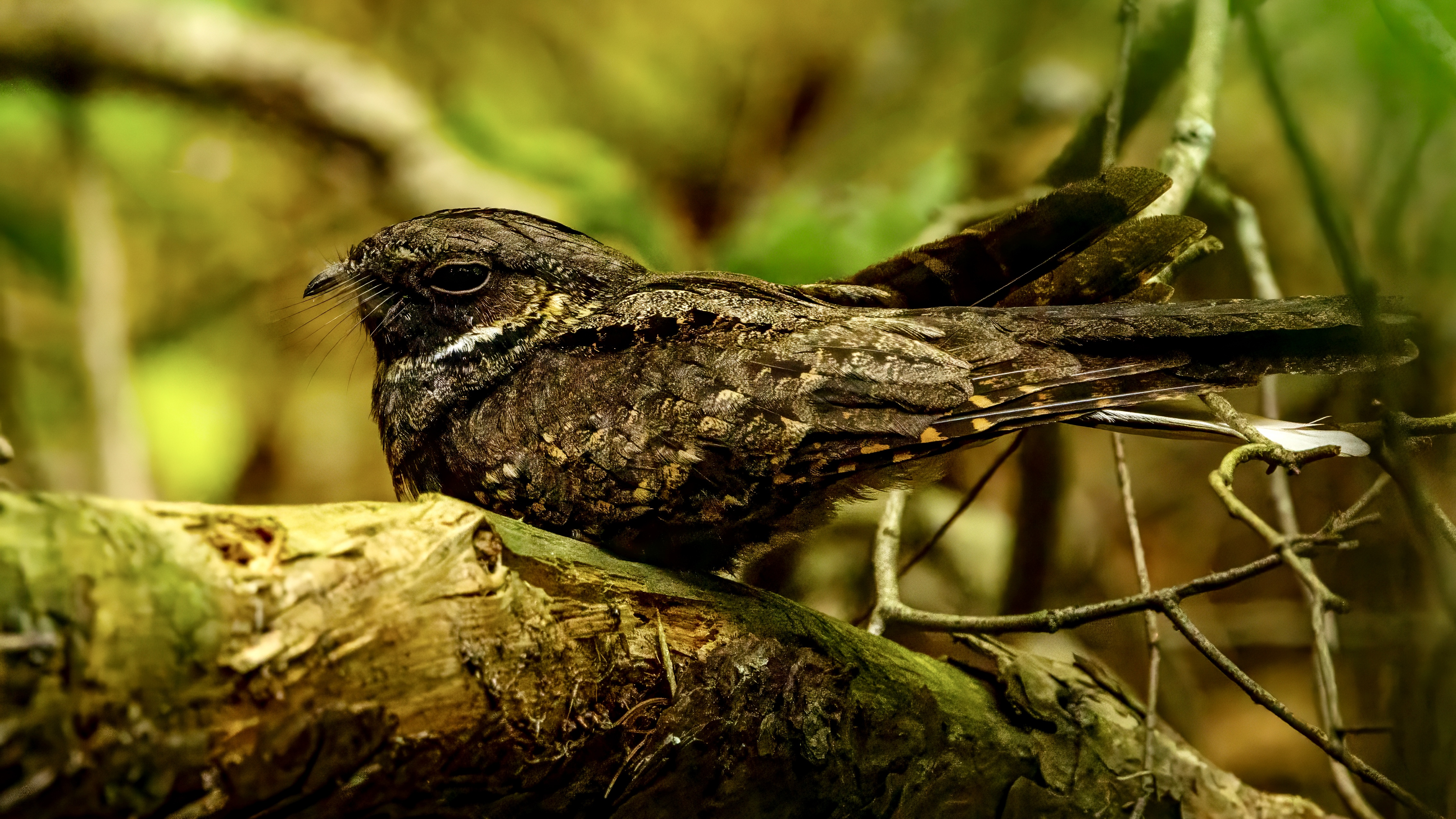 Photo of Eastern Whip-poor-will by Cameala Freed